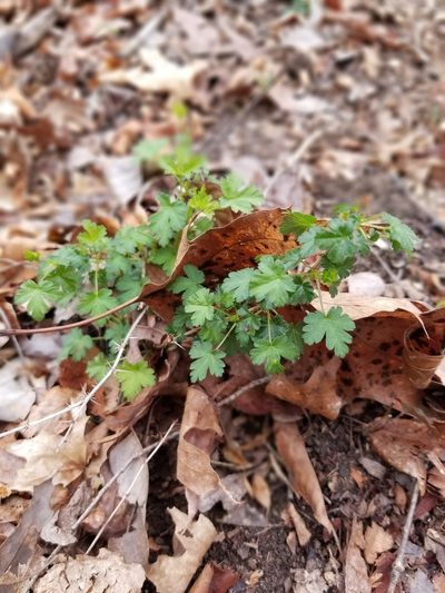 Ribes echinellum, photographed by Daniel McClosky