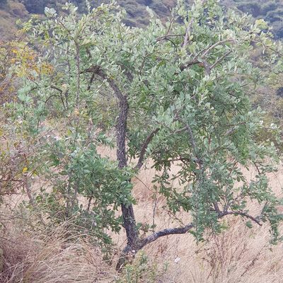 Gymnosporia glaucophylla, photographed by Margaret Burger