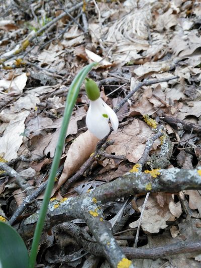 Galanthus alpinus, photographed by Razmik Badalyan