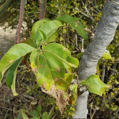 Vangueria infausta, photographed by Margaret Burger