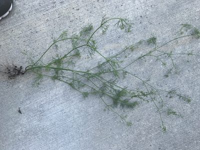 Coriandrum sativum, photographed by jrcagle