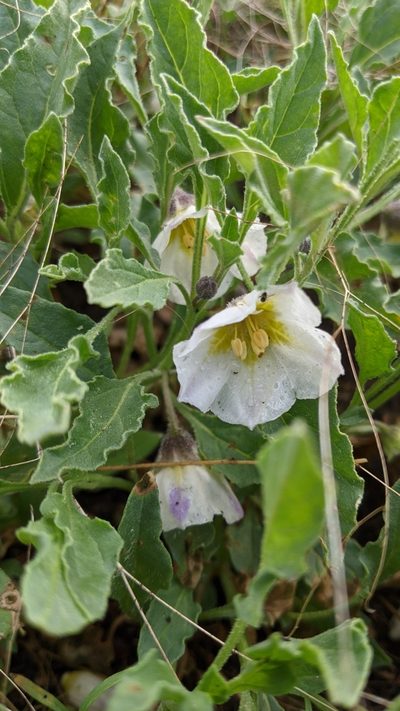 Leucophysalis nana, photographed by My-Lan Le