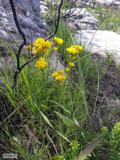 Senecio bipinnatus, photographed by Chris Vynbos