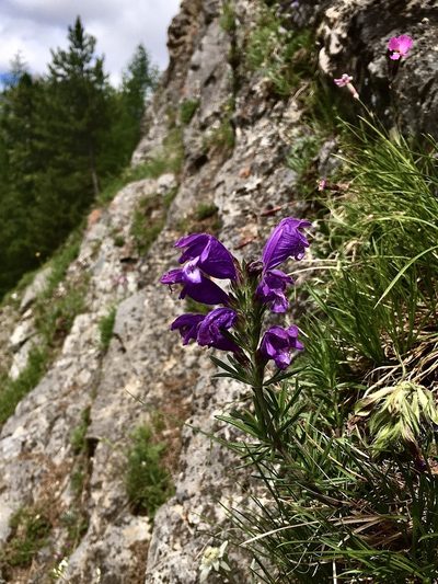 Dracocephalum austriacum, photographed by Karsten Rohweder