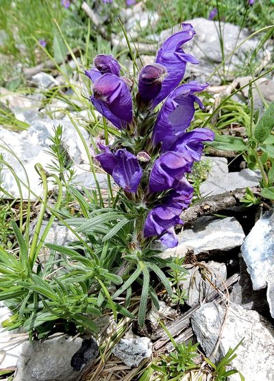 Dracocephalum austriacum, photographed by Karsten Rohweder