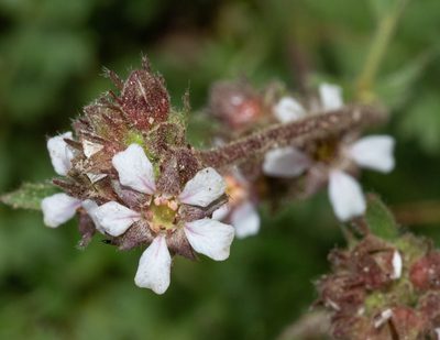 Potentilla douglasii, photographed by Don Loarie