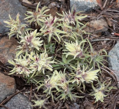 Castilleja nana, photographed by Don Loarie