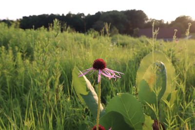 Echinacea pallida, photographed by Jacob Friend