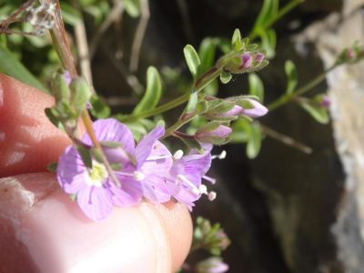 Veronica fruticulosa, photographed by Ben Costamagna