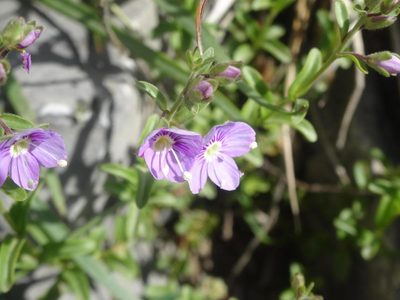 Veronica fruticulosa, photographed by Ben Costamagna