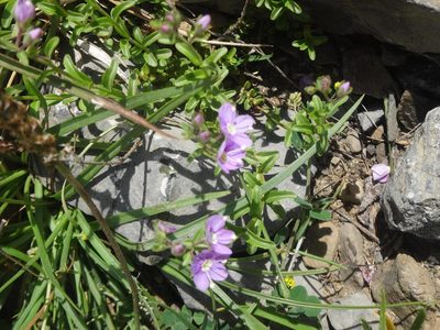 Veronica fruticulosa, photographed by Ben Costamagna