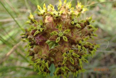 Asclepias macropus, photographed by Peter Warren