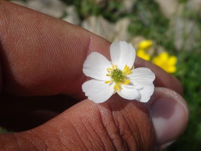 Ranunculus kuepferi, photographed by Ben Costamagna