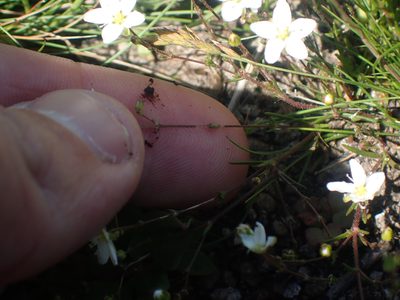Sagina nodosa, photographed by Ian Manning