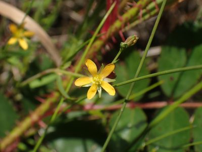 Hypericum canadense, photographed by Ian Manning