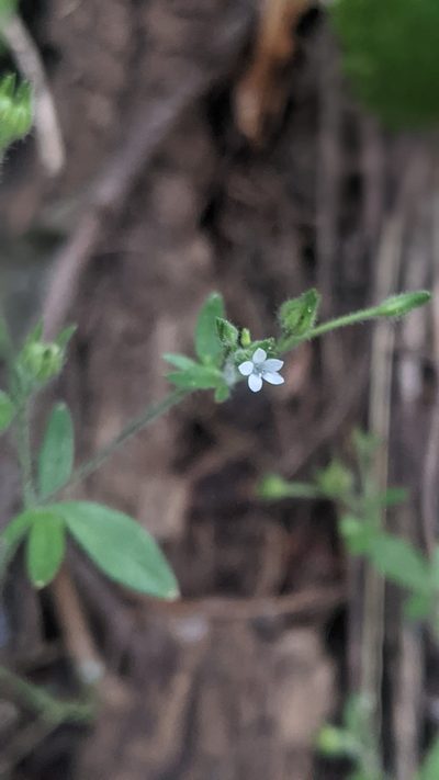 Allophyllum integrifolium, photographed by My-Lan Le