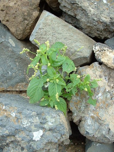 Mercurialis canariensis, photographed by Darren Obbard