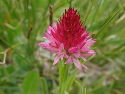 Gymnadenia corneliana, photographed by Ben Costamagna