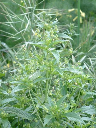 Mercurialis canariensis, photographed by Darren Obbard
