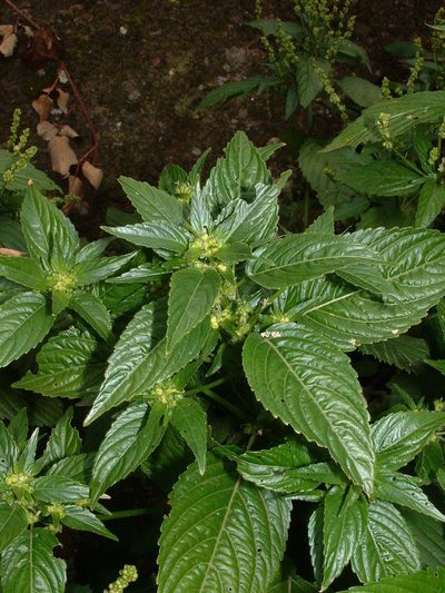 Mercurialis canariensis, photographed by Darren Obbard