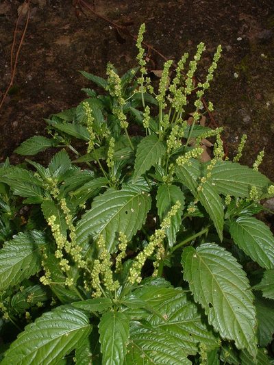 Mercurialis canariensis, photographed by Darren Obbard