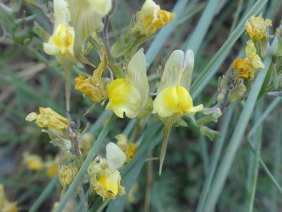 Linaria supina, photographed by Ben Costamagna