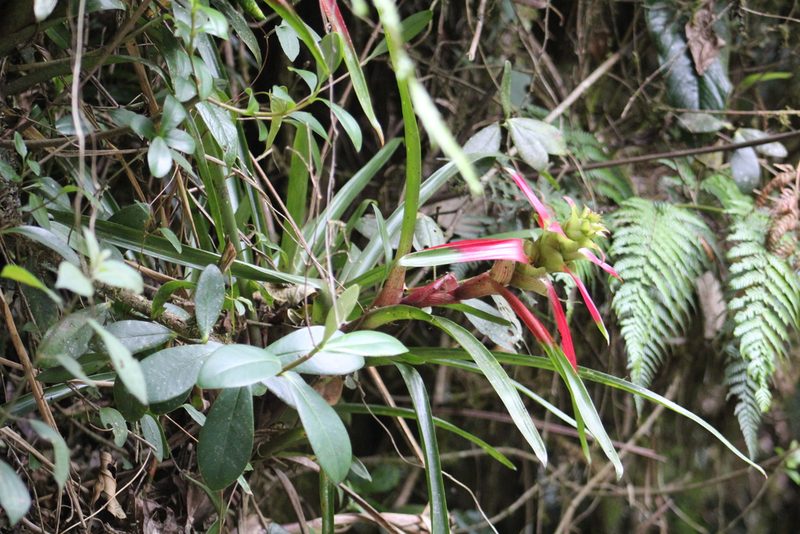 Guzmania squarrosa, photographed by GERMAN LEONEL SARMIENTO CRUZ