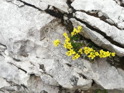 Draba aizoides, photographed by Aaron Iemma