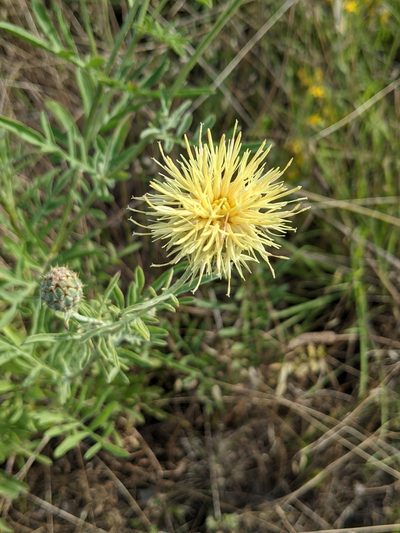 Centaurea collina, photographed by Denis Bastianelli