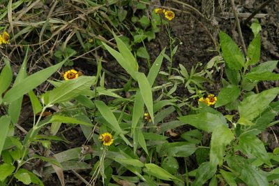 Helenium elegans, photographed by Eric Knight