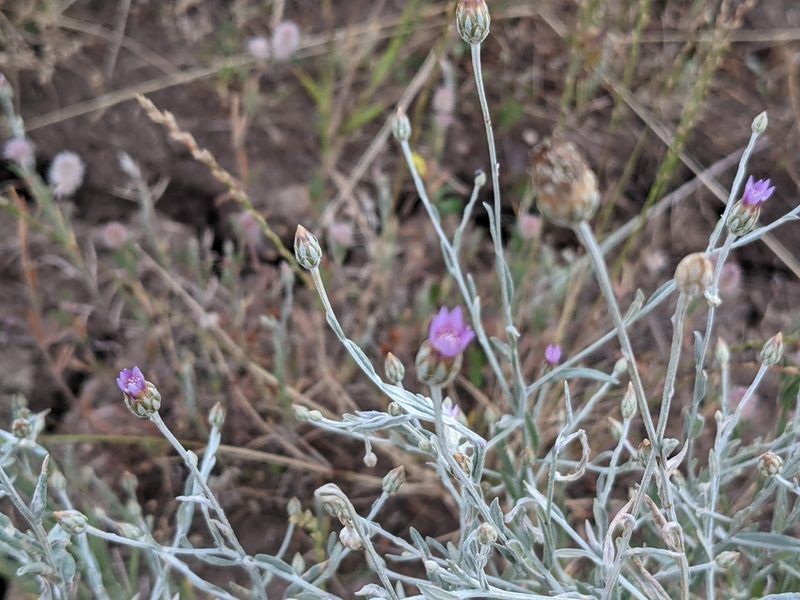 Xeranthemum cylindraceum, photographed by Zoltán Stekkelpak
