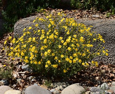 Senecio adenotrichius, photographed by Nicolás Villaseca Merino