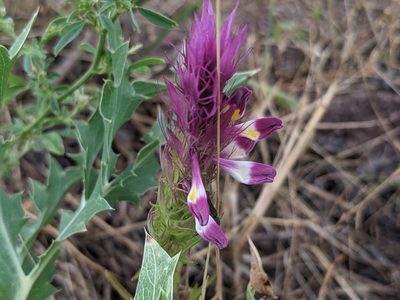 Melampyrum arvense, photographed by Zoltán Stekkelpak