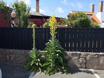 Verbascum speciosum, photographed by Jens-Christian Svenning