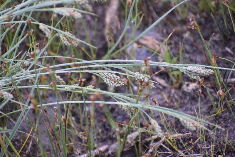 Carex garberi, photographed by Syd Cannings