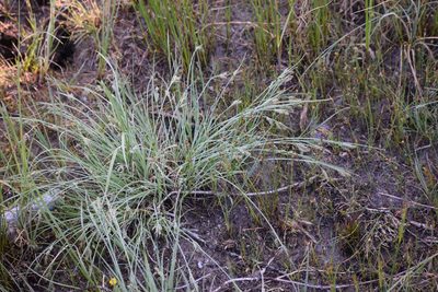 Carex garberi, photographed by Syd Cannings