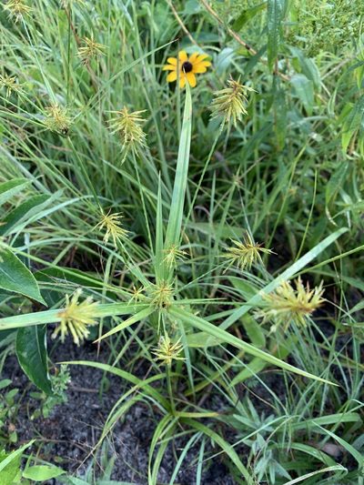 Cyperus retrofractus, photographed by jrrigby