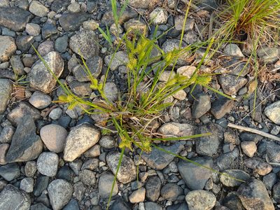 Carex retrorsa, photographed by Reuven Martin