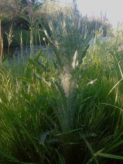 Cirsium foliosum, photographed by Syd Cannings