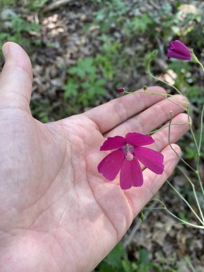Callirhoe digitata, photographed by Miranda Kohout