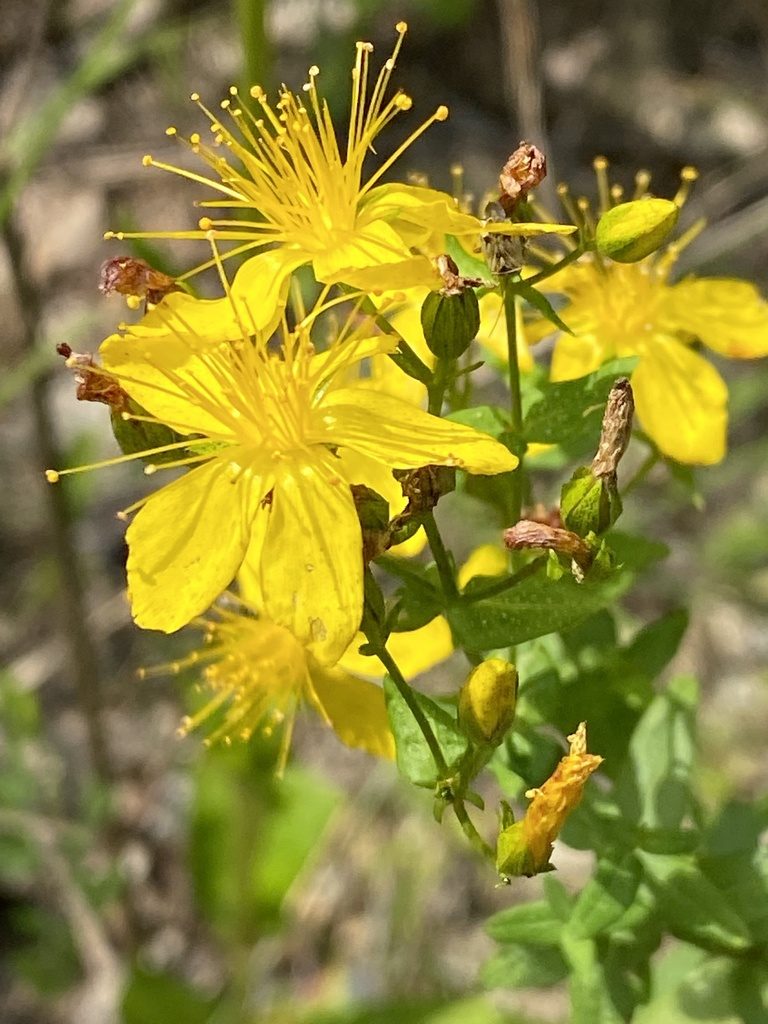 Hypericum pseudomaculatum, photographed by Miranda Kohout