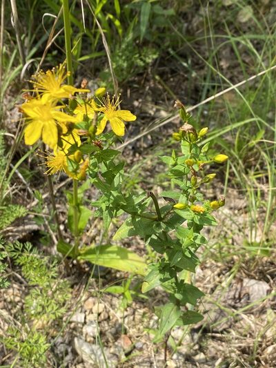 Hypericum pseudomaculatum, photographed by Miranda Kohout