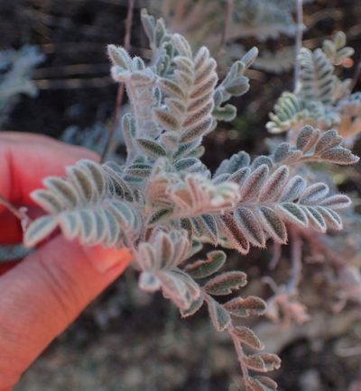Lessertia lanata, photographed by Nicola van Berkel