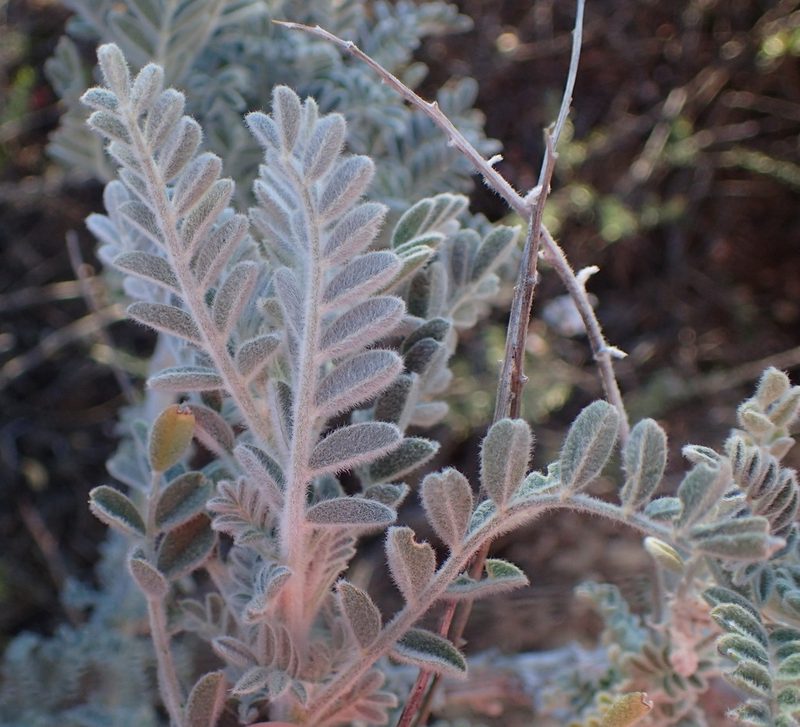 Lessertia lanata, photographed by Nicola van Berkel