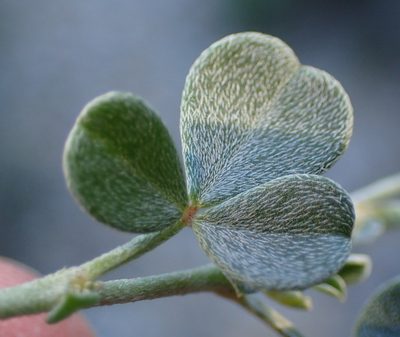 Lotononis pumila, photographed by Nicola van Berkel