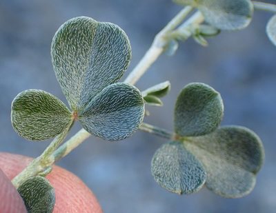 Lotononis pumila, photographed by Nicola van Berkel