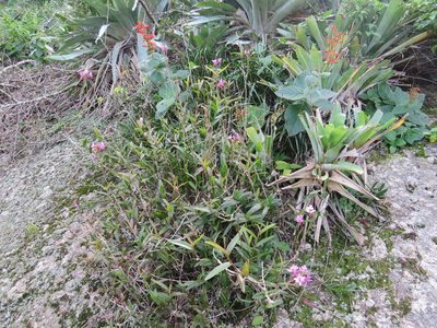 Epidendrum denticulatum, photographed by Victor Farjalla Pontes