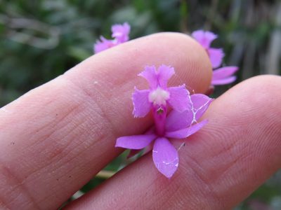 Epidendrum denticulatum, photographed by Victor Farjalla Pontes