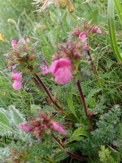 Pedicularis rostratocapitata, photographed by agujaceratops