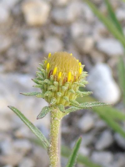 Jasonia tuberosa, photographed by Yves Bas